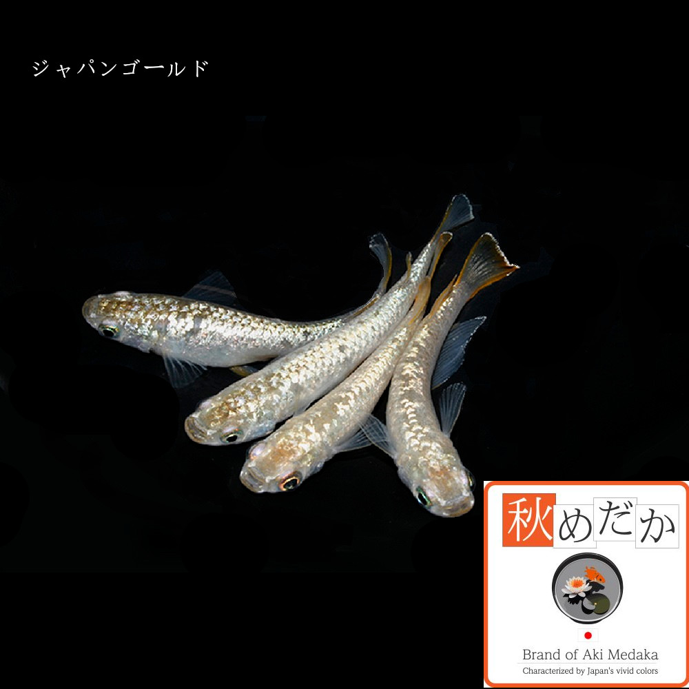 稚魚(1～2cm)  ジャパンゴールド10匹無選別