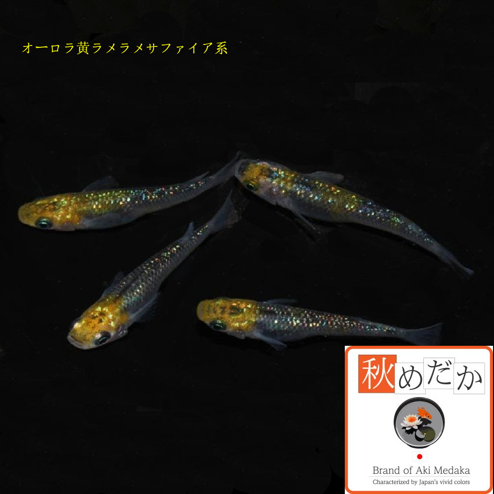 稚魚(1～2cm) オーロラ黄ラメサファイア系 10匹無選別