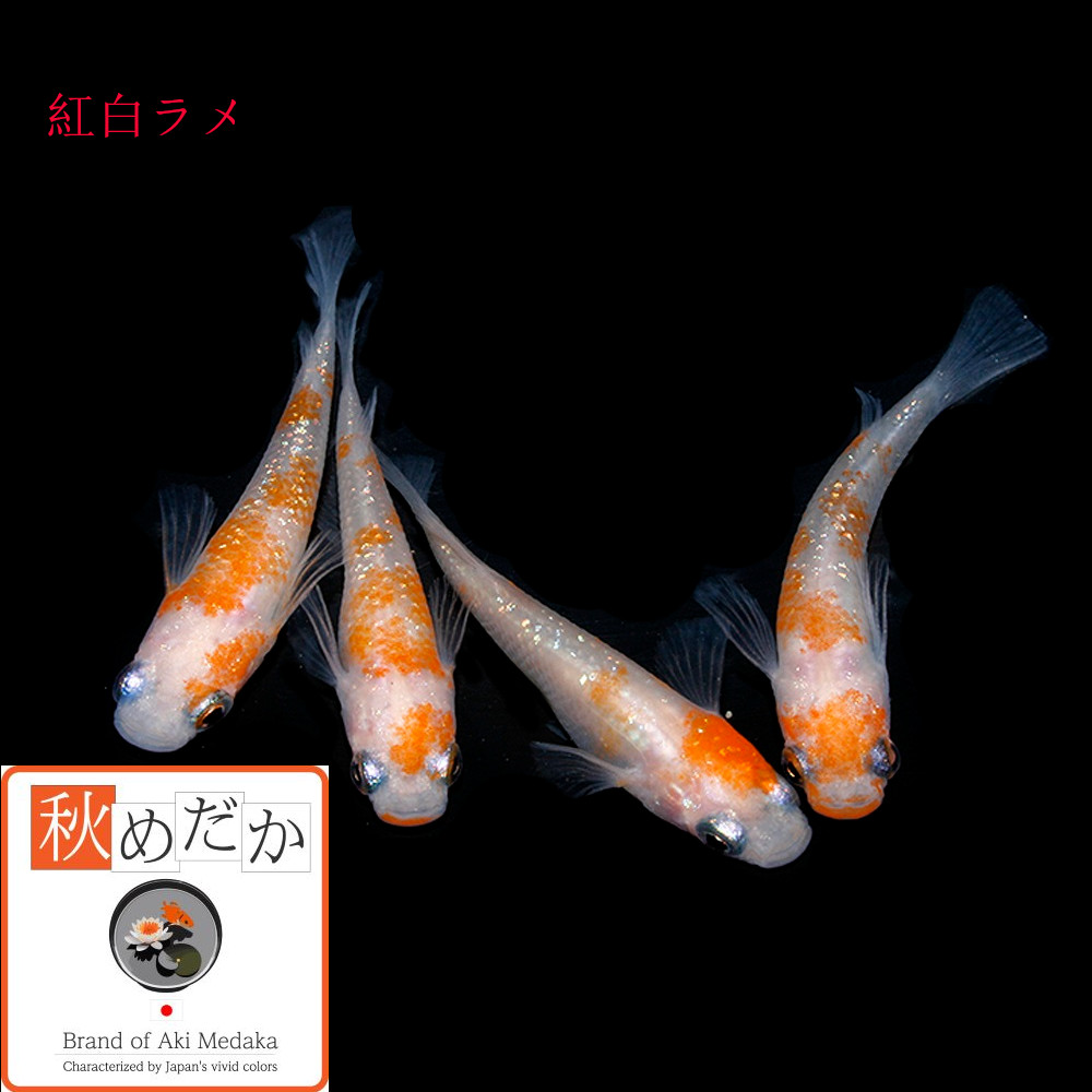 稚魚(1～2cm) 紅白ラメ 10匹無選別