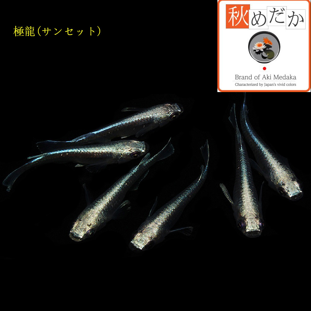 稚魚(1～2cm) 極龍(サンセット)10匹無選別