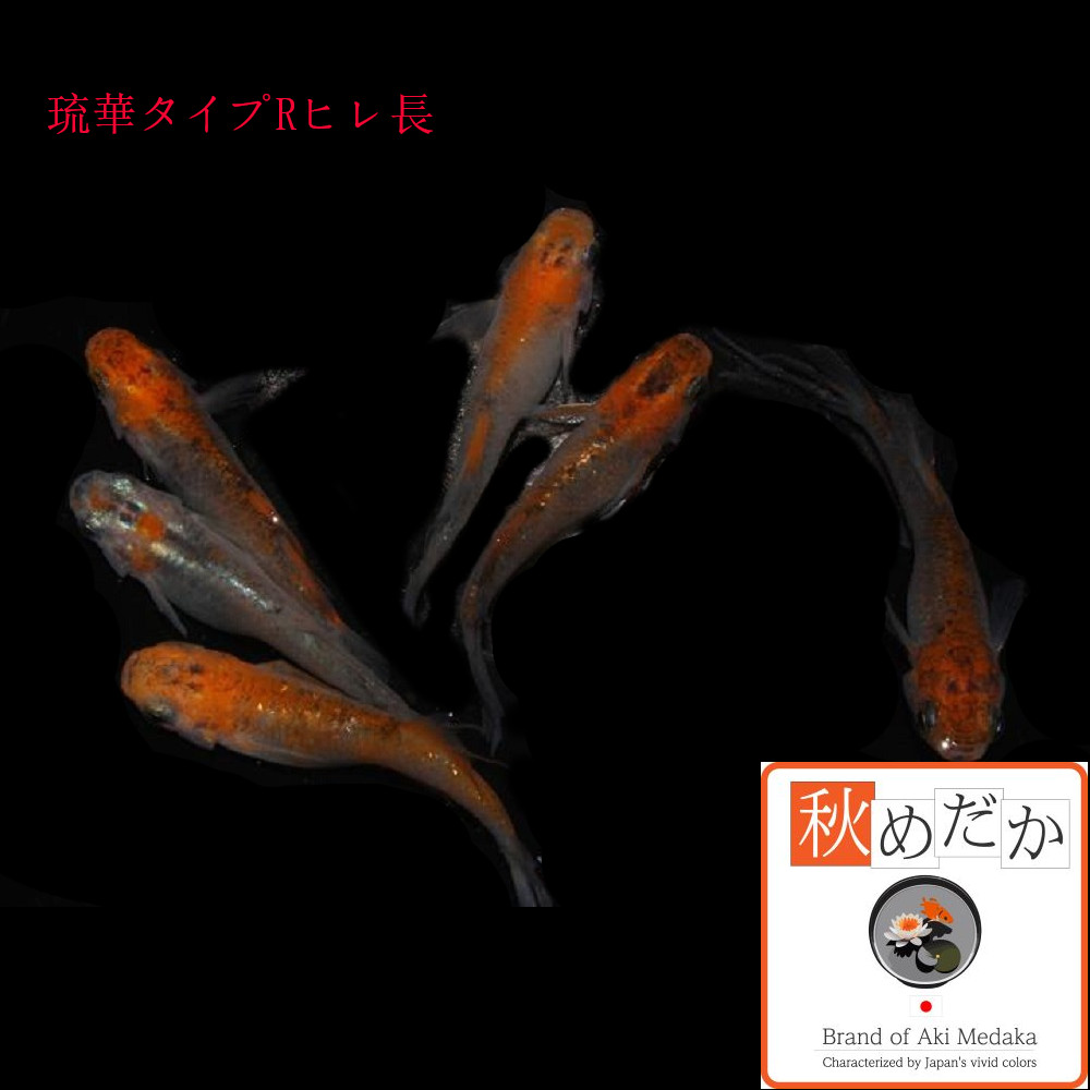 稚魚(1～2cm) 琉華タイプR ヒレ長10匹無選別