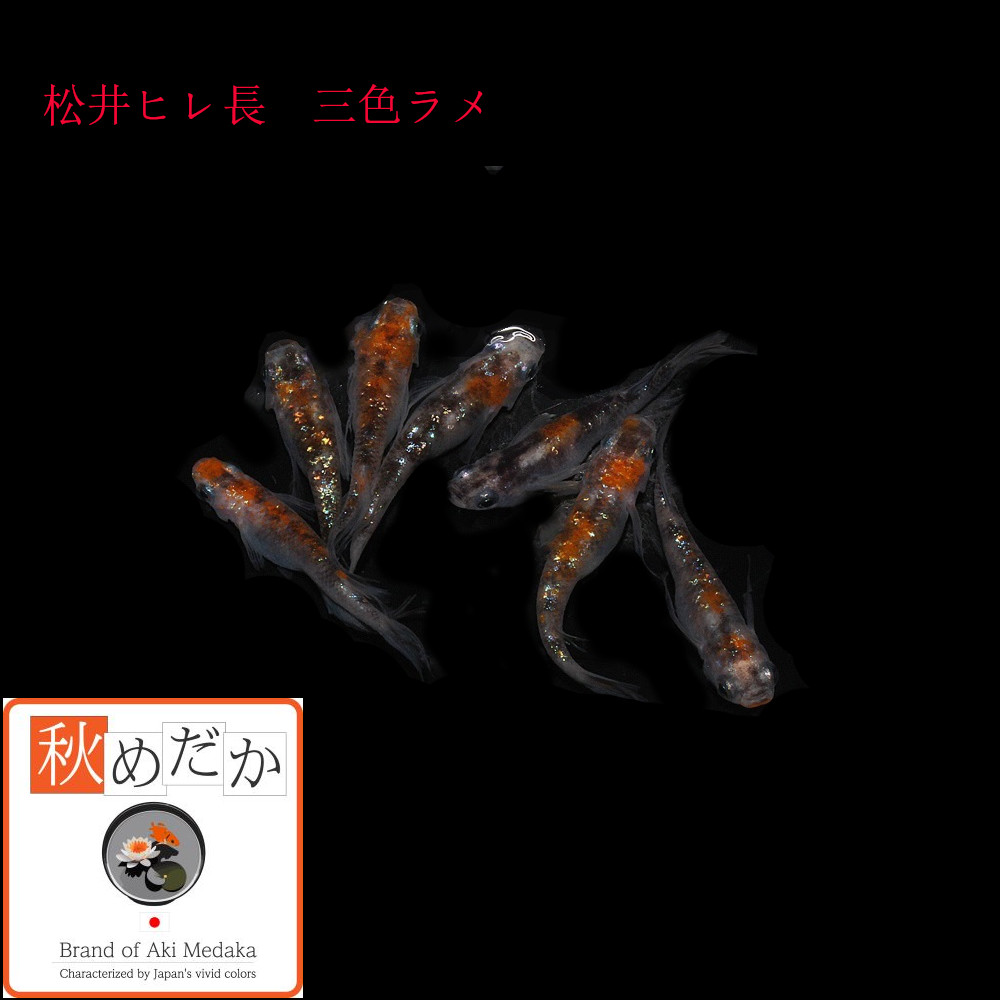 稚魚(1～2cm) 松井ヒレ長 三色ラメ10匹無選別