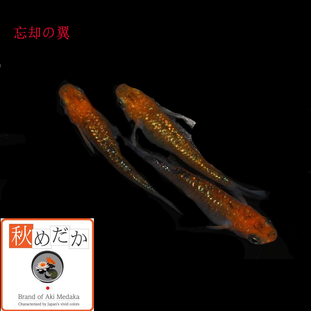 稚魚(1～2cm)忘却の翼 10匹無選別