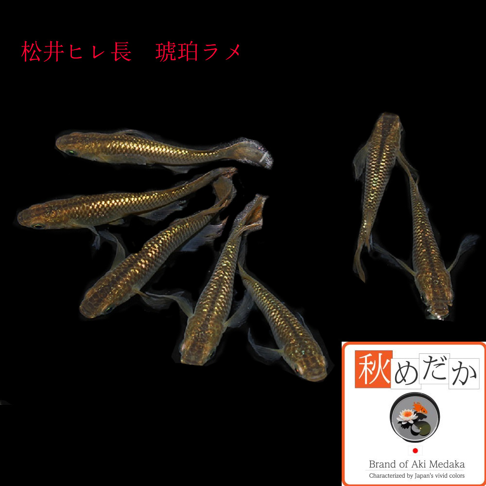 稚魚(1～2cm)松井ヒレ長 琥珀ラメ 10匹無選別