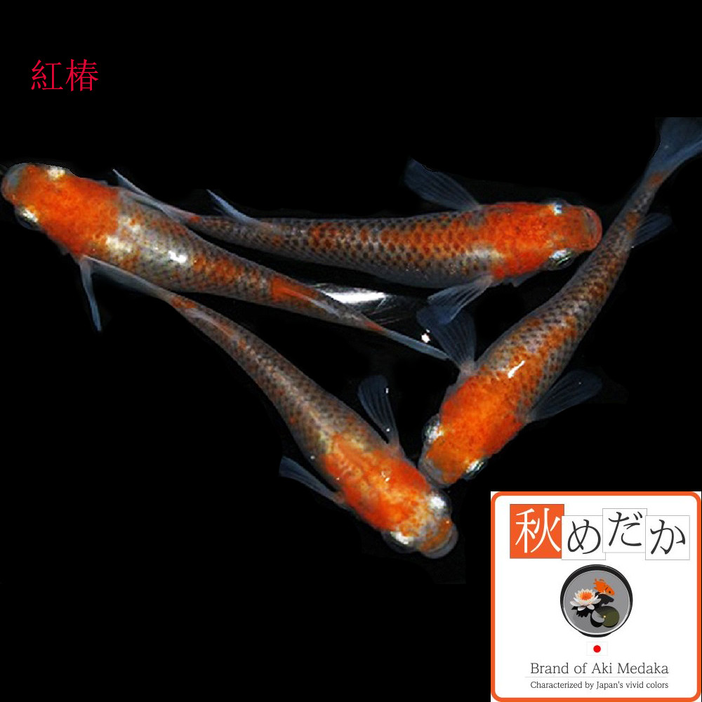 稚魚(1～2cm)紅椿 10匹無選別