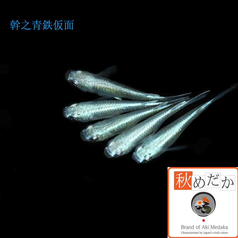 稚魚(1～2cm) 鉄火面幹之青10匹無選別