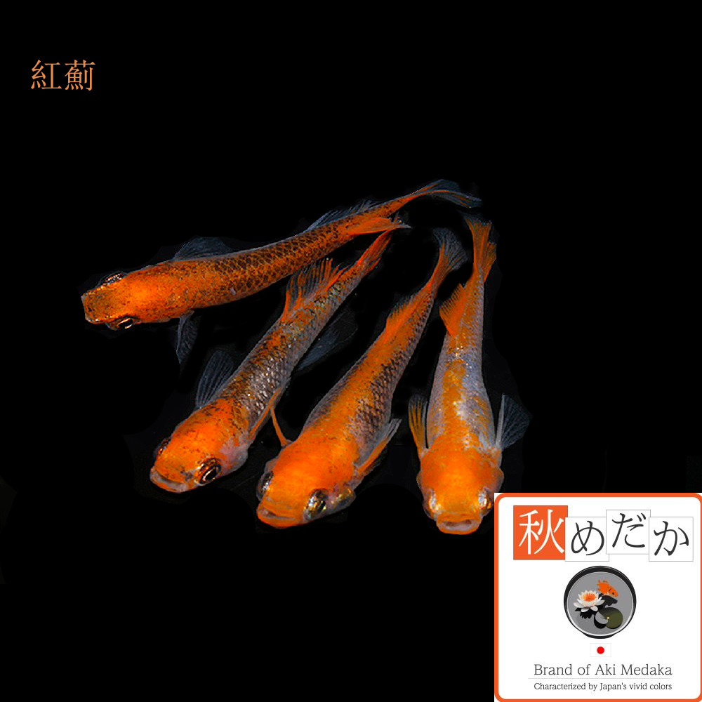 稚魚(1～2cm)紅薊 10匹無選別