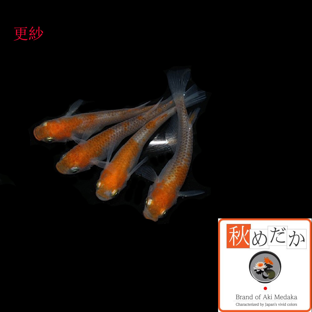 稚魚(1～2cm)更紗 10匹無選別