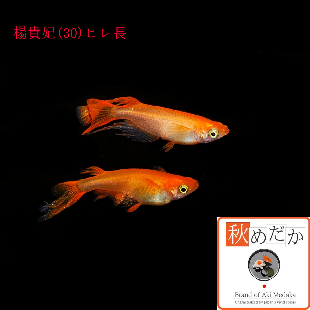 稚魚(1～2cm)楊貴妃(30) ヒレ長 10匹無選別