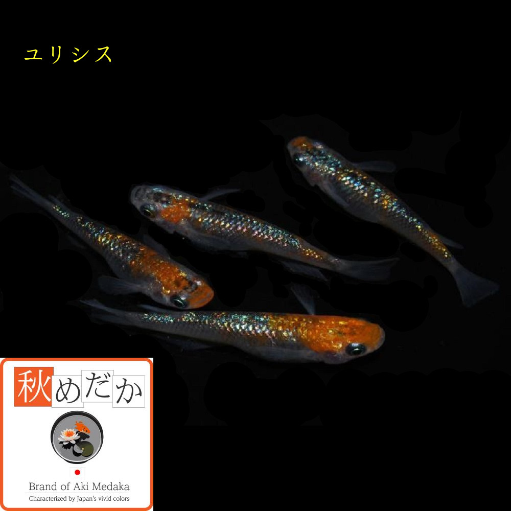 稚魚(1～2cm) ユリシス10匹無選別