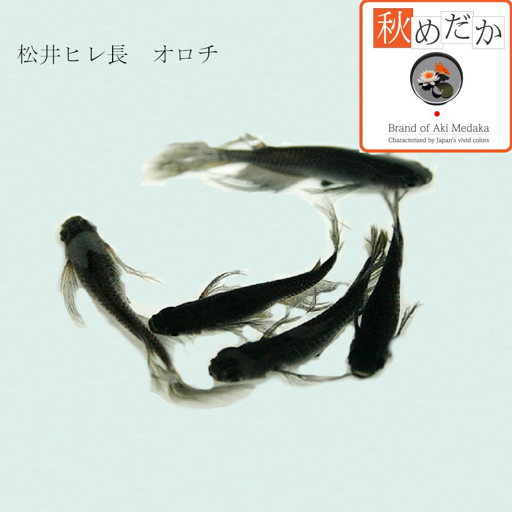 稚魚(1～2cm) 松井ヒレ長 オロチ10匹無選別