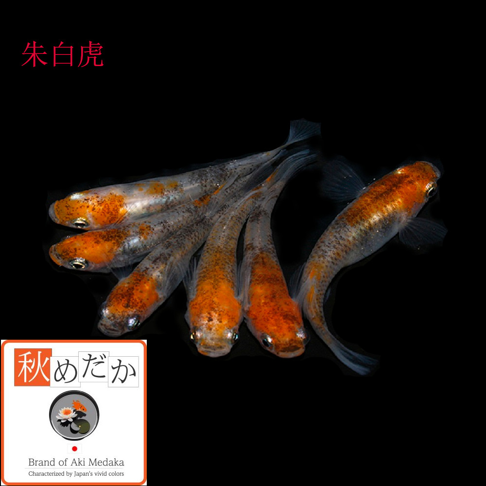 稚魚(1～2cm) 朱白虎10匹無選別