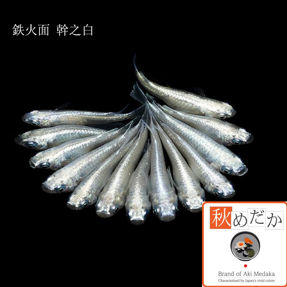 稚魚(1～2cm) 鉄火面幹之白10匹無選別