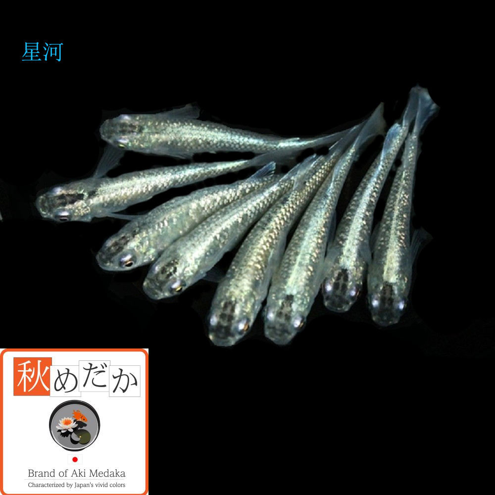 稚魚(1～2cm) 星河(ラメ入り)10匹無選別