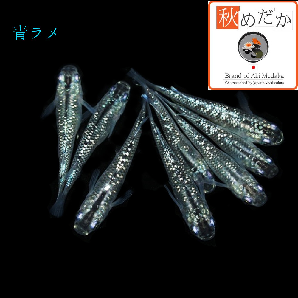 稚魚(1～2cm) 青ラメ10匹無選別