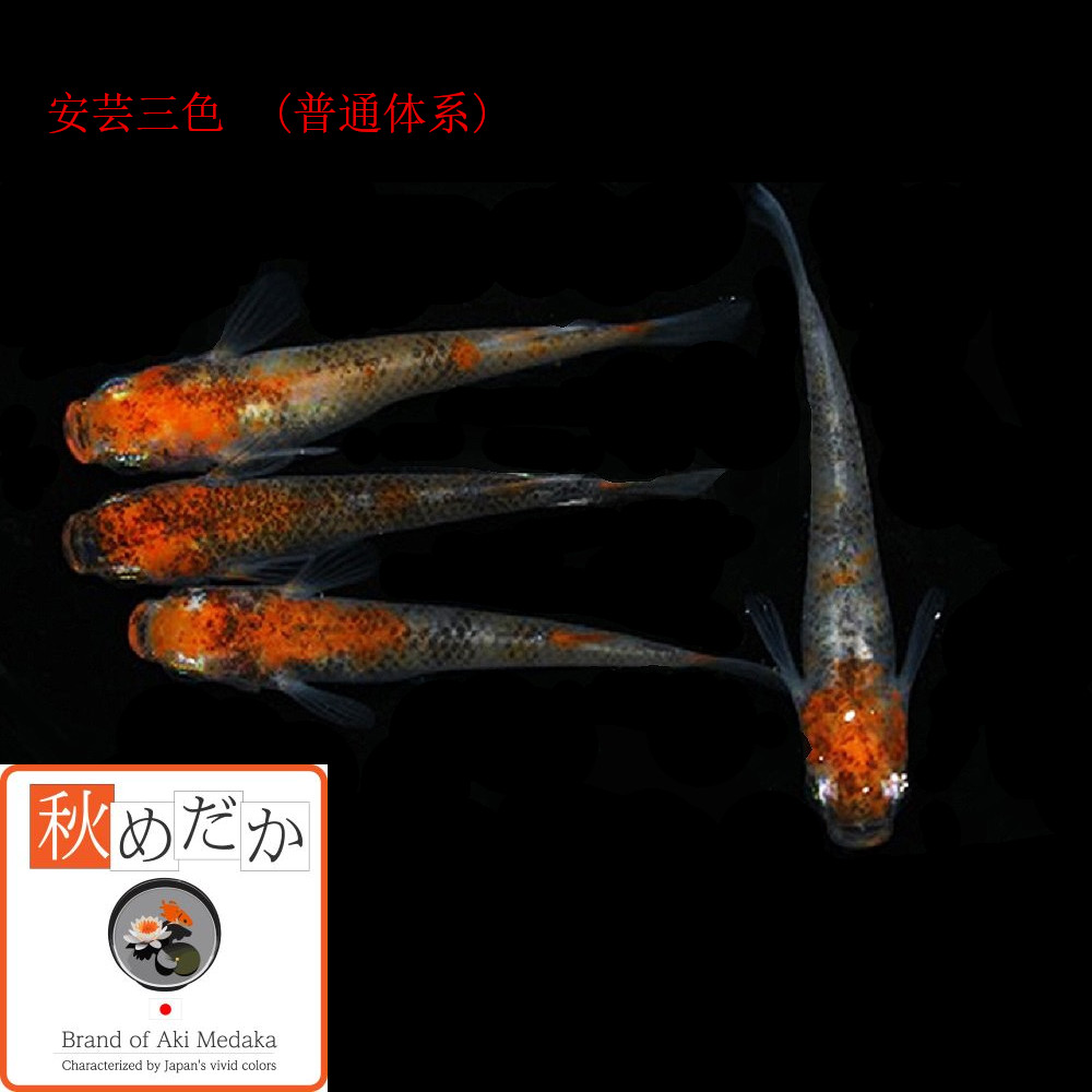 稚魚(1～2cm) 安芸三色10匹無選別