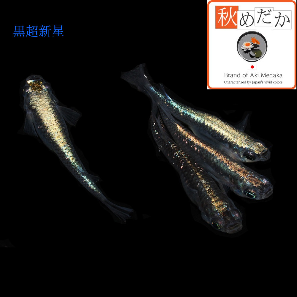 稚魚(1～2cm) 黒超新星10匹無選別