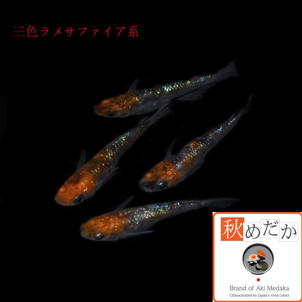 稚魚(1～2cm)三色ラメサファイア系 10匹無選別