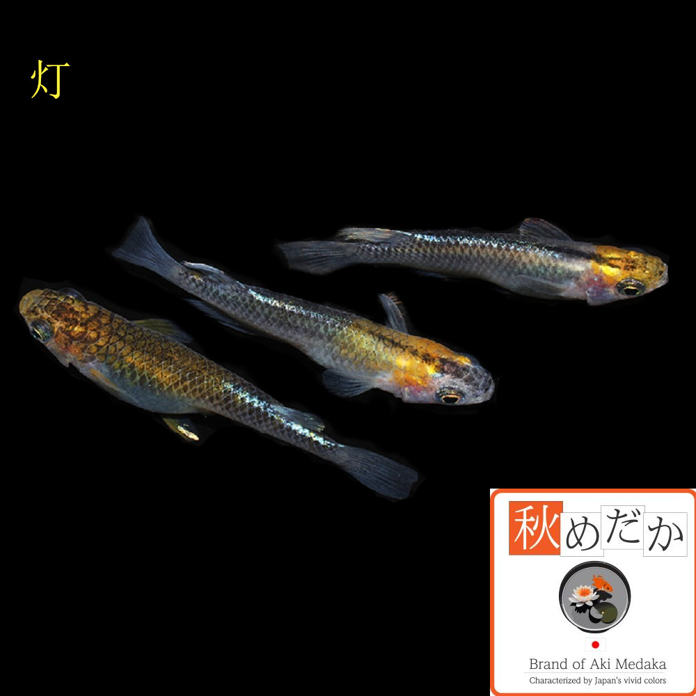 稚魚(1～2cm)灯 10匹無選別