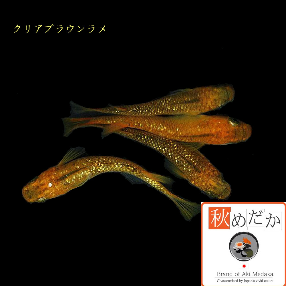 稚魚(1～2cm)クリアブラウンラメ 10匹無選別