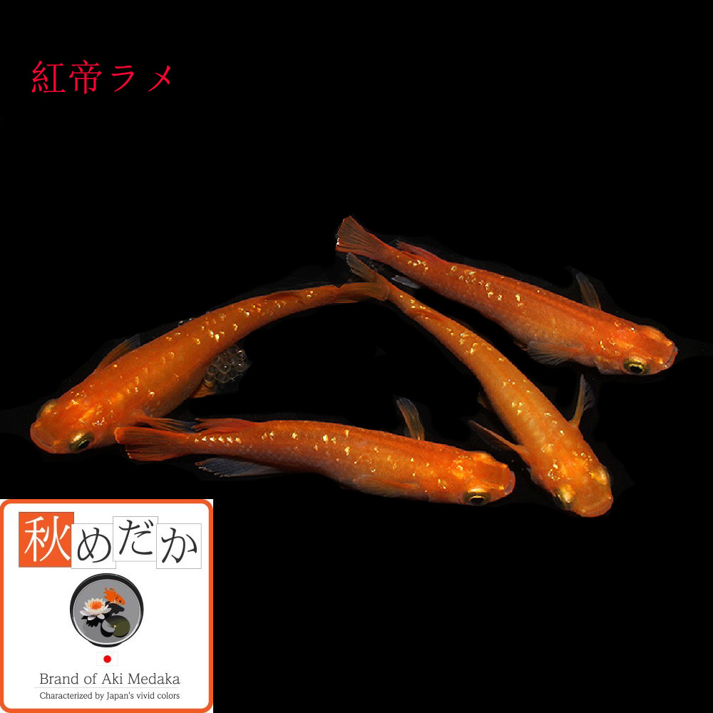 稚魚(1～2cm)紅帝ラメ 10匹無選別