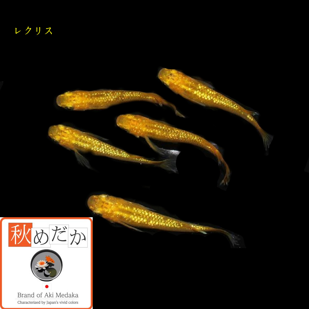 稚魚(1～2cm)レクリス10匹無選別