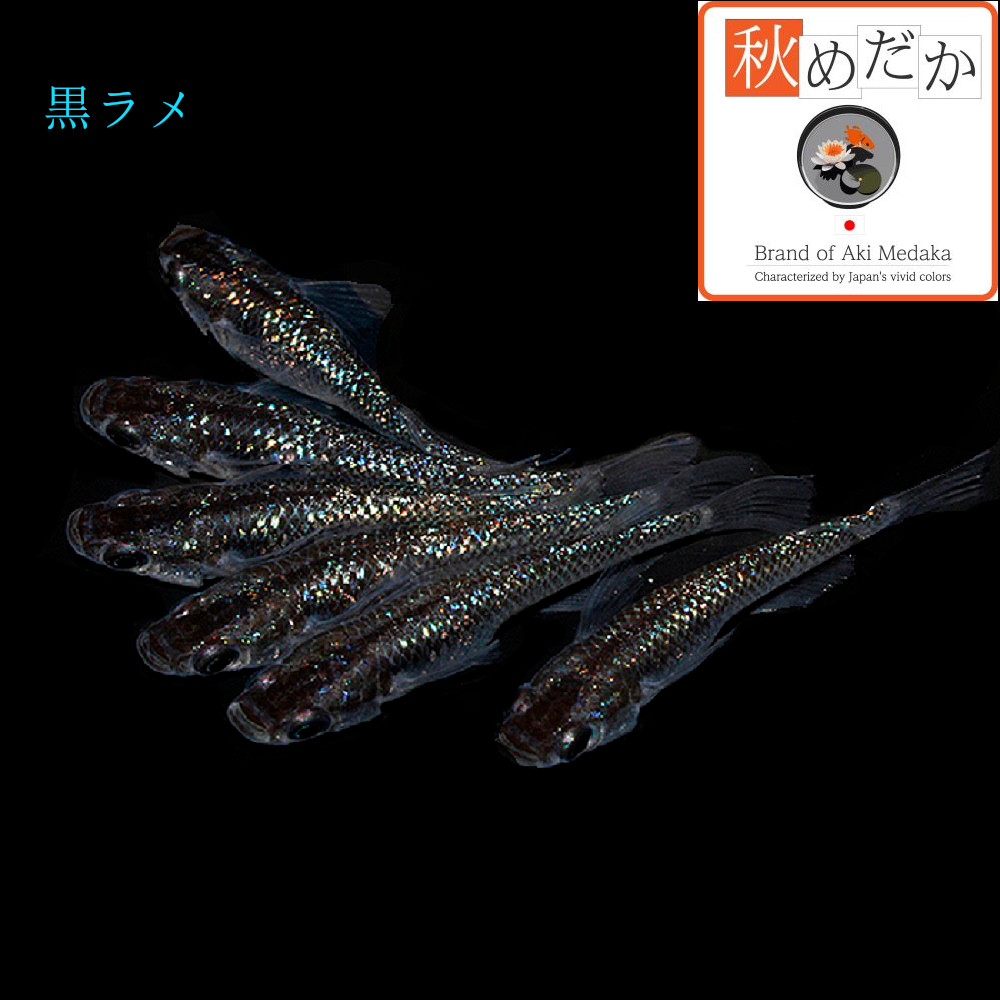 稚魚(1～2cm)黒ラメ10匹無選別