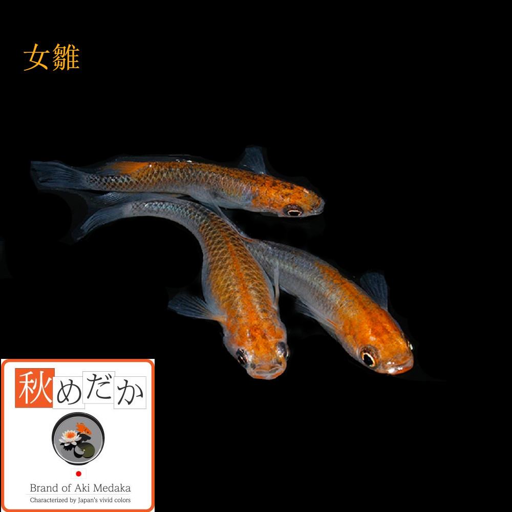 稚魚(1～2cm)女雛10匹無選別