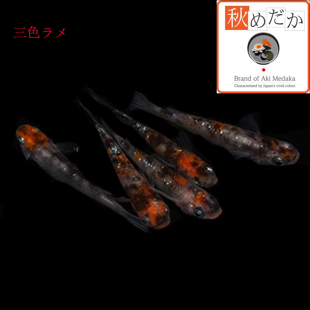 稚魚(1～2cm)三色ラメ10匹無選別