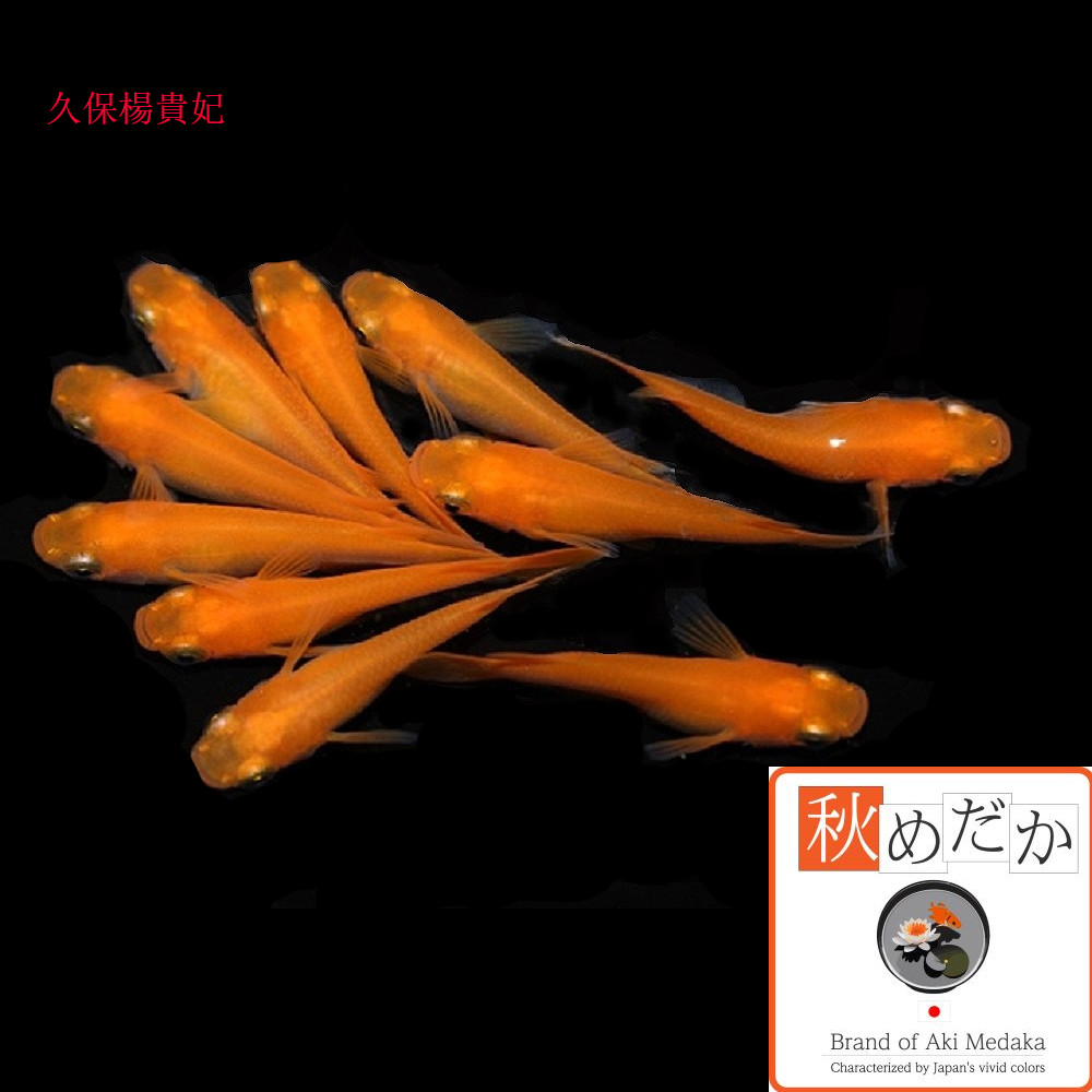 稚魚(1～2cm)久保楊貴妃20匹無選別