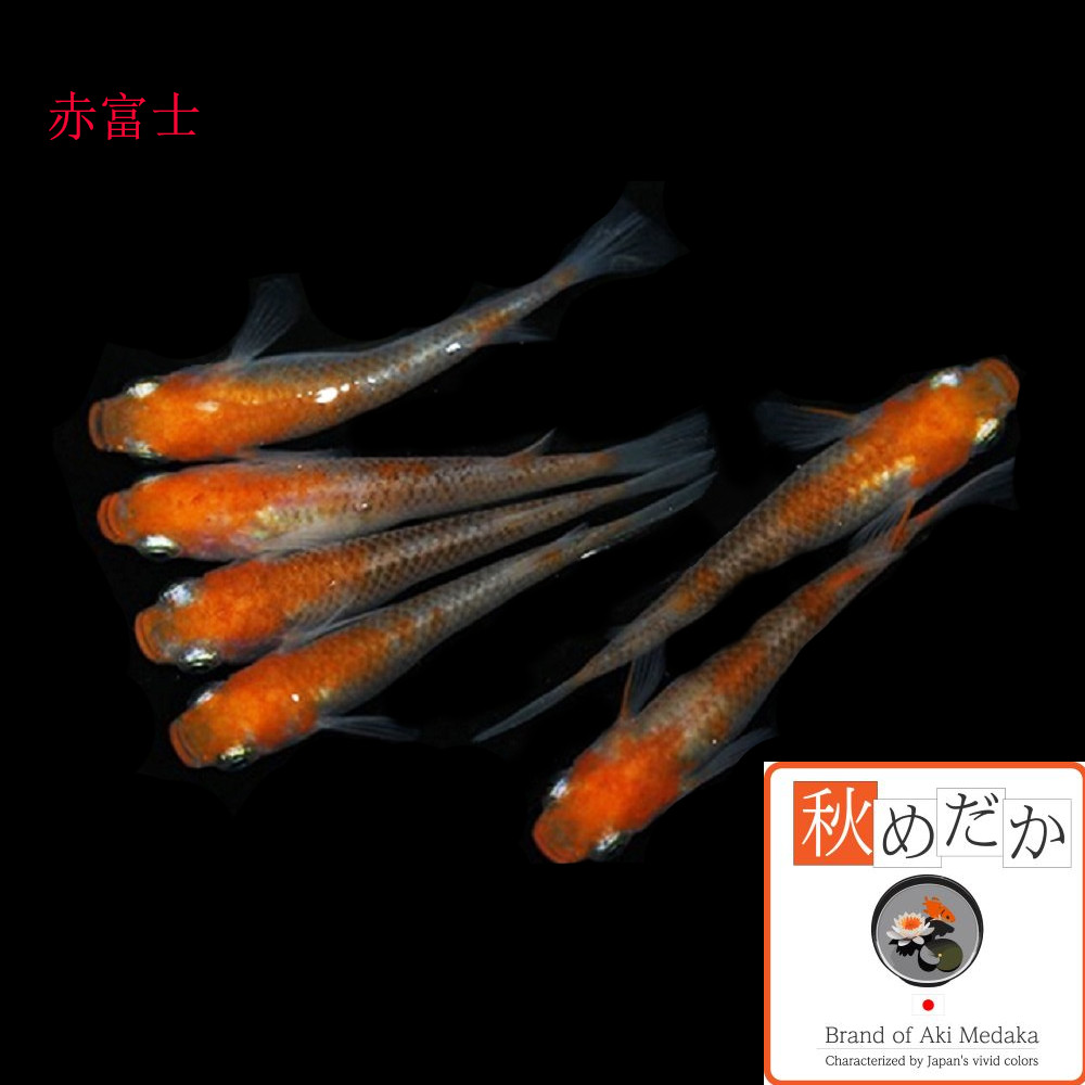 稚魚(1～2cm) 赤富士10匹無選別