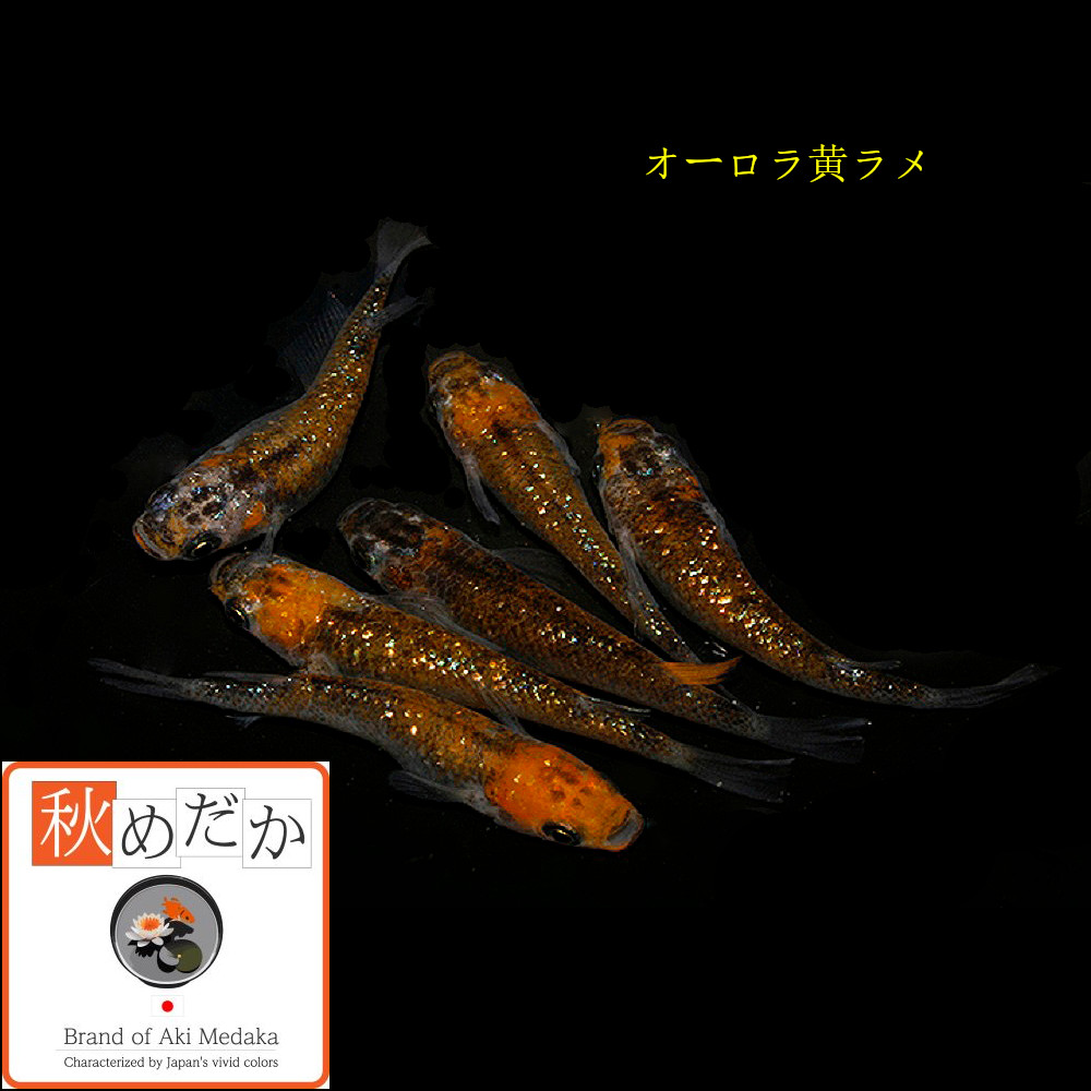 稚魚(1～2cm) オーロラ黄ラメ10匹無選別