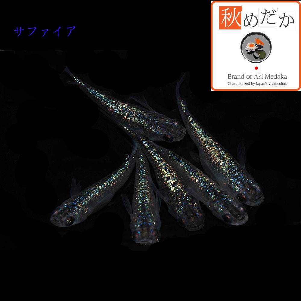 稚魚(1～2cm) サファイア10匹無選別