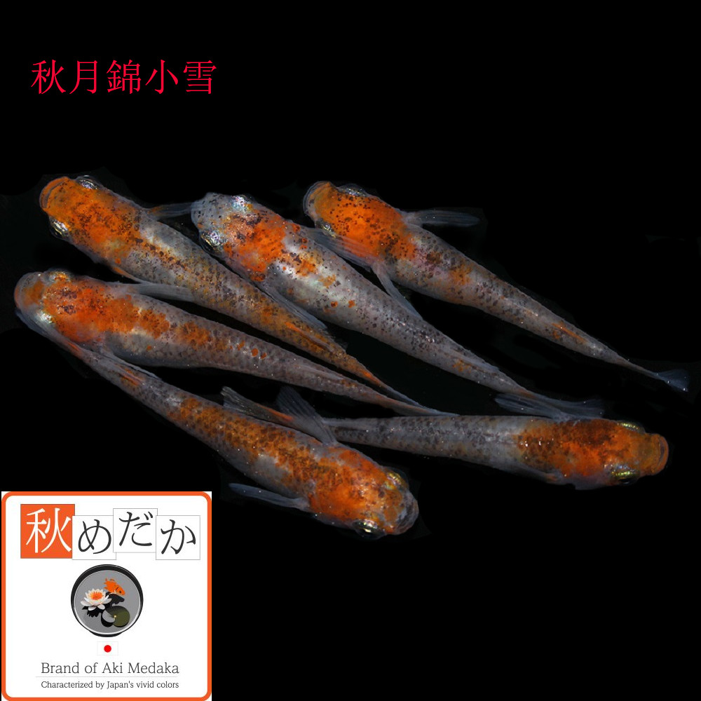 稚魚(1～2cm) 秋月錦小雪10匹無選別