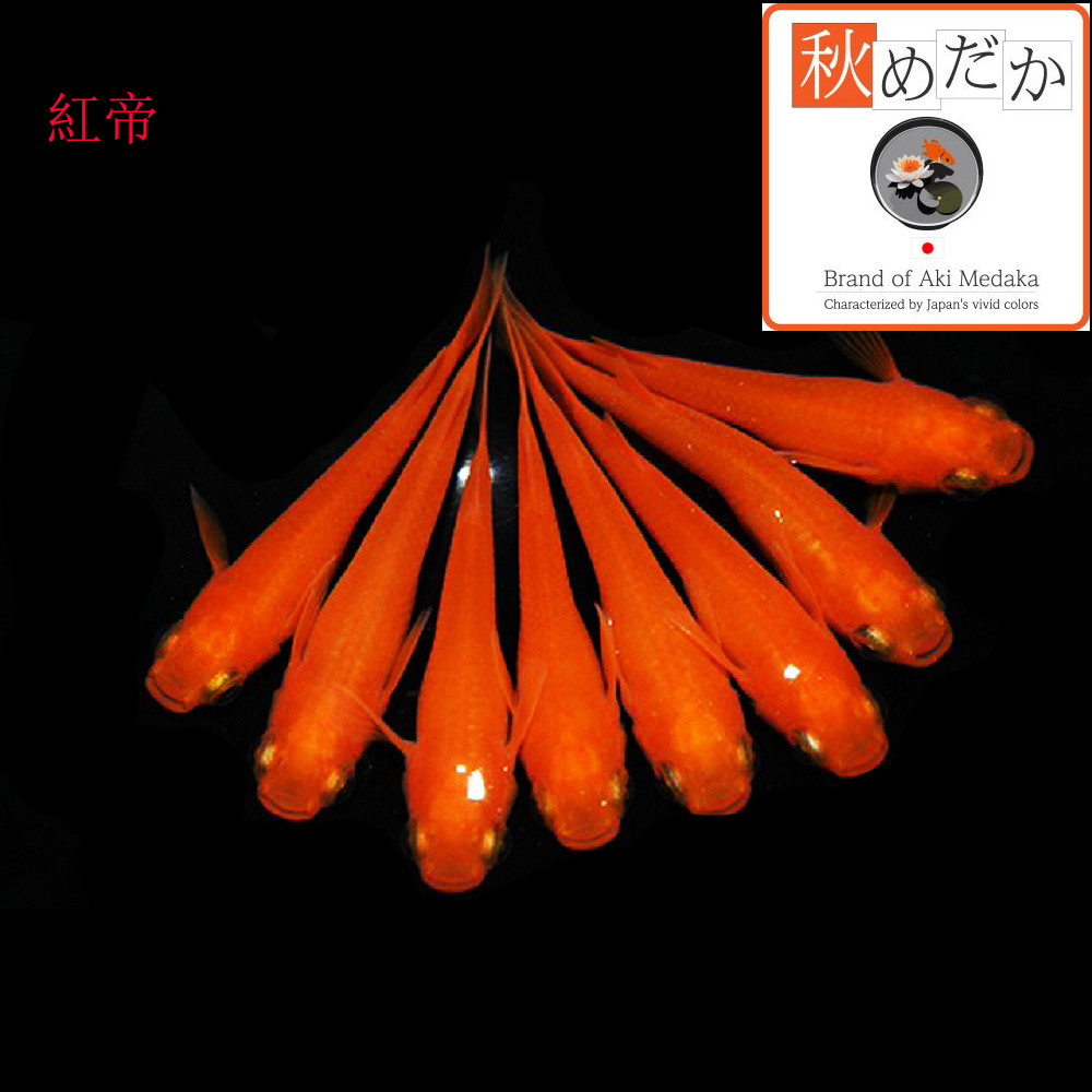 稚魚(1～2cm) 紅帝10匹無選別