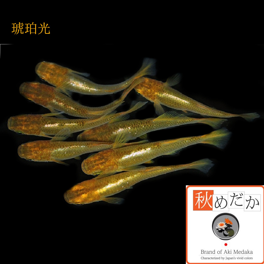 稚魚(1～2cm)琥珀光 10匹無選別