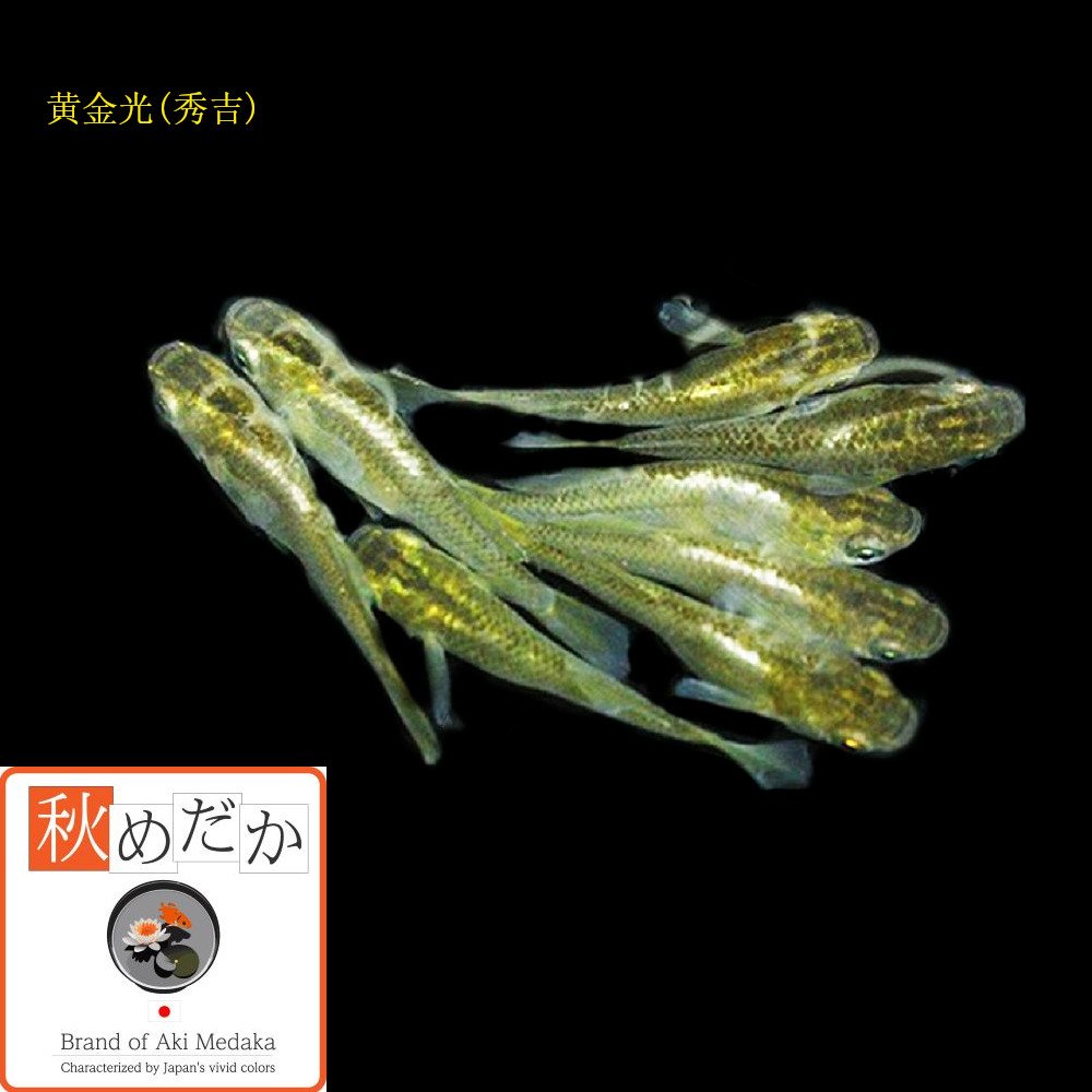 稚魚(1～2cm)黄金光 秀吉 10匹無選別