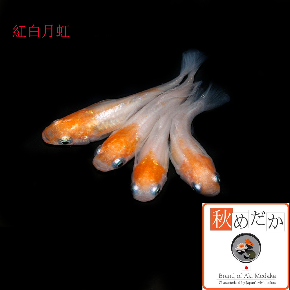 稚魚(1～2cm) 紅白月虹10匹無選別