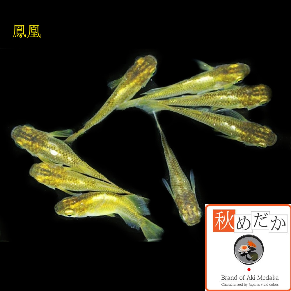 稚魚(1～2cm) 鳳凰 10匹無選別