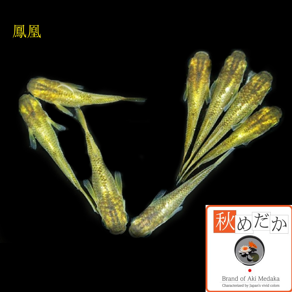 稚魚(1～2cm) 鳳凰 10匹無選別