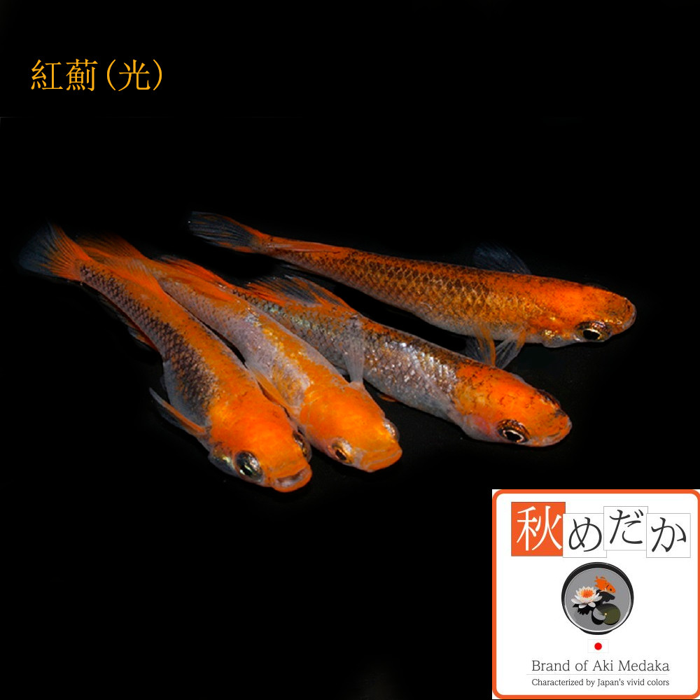 稚魚(1～2cm)  紅薊(光) 10匹無選別