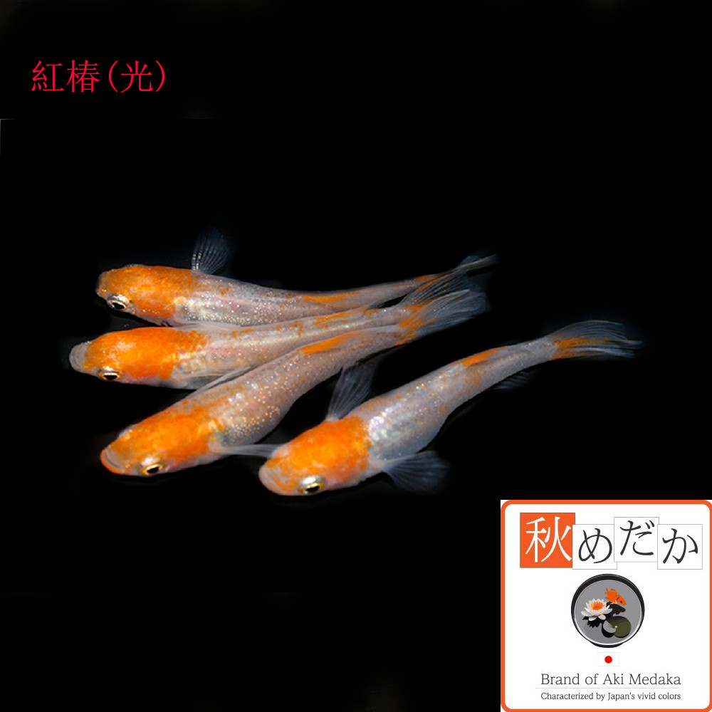 稚魚(1～2cm) 紅椿(光)10匹無選別