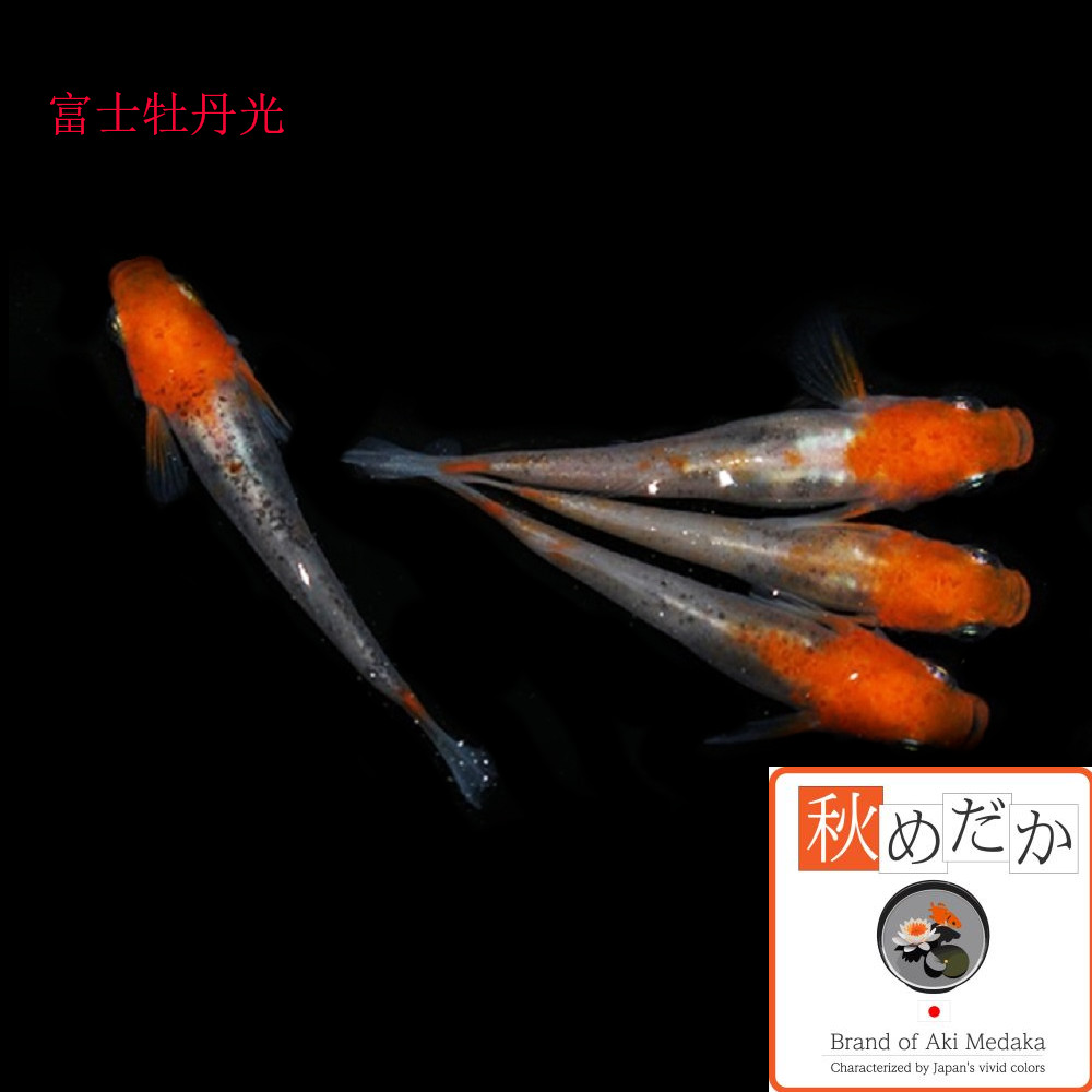 稚魚(1～2cm) 富士牡丹(光)10匹無選別