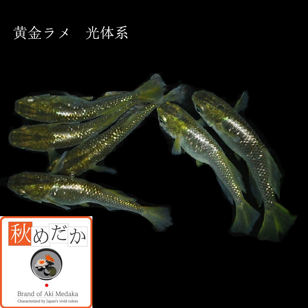 稚魚(1～2cm) 黄金ラメ(光)10匹無選別