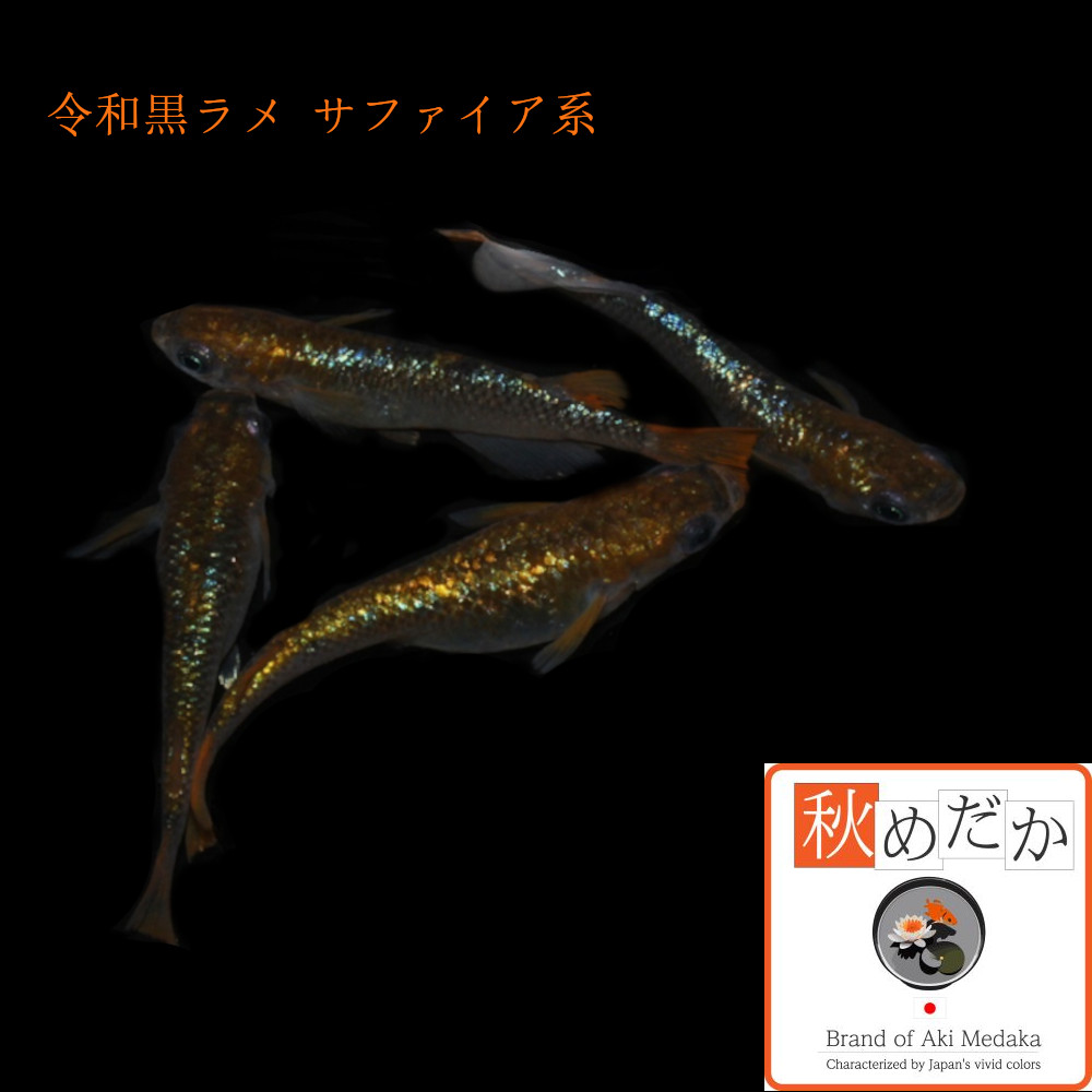 稚魚(1～2cm)令和 黒ラメ サファイア系 10匹無選別