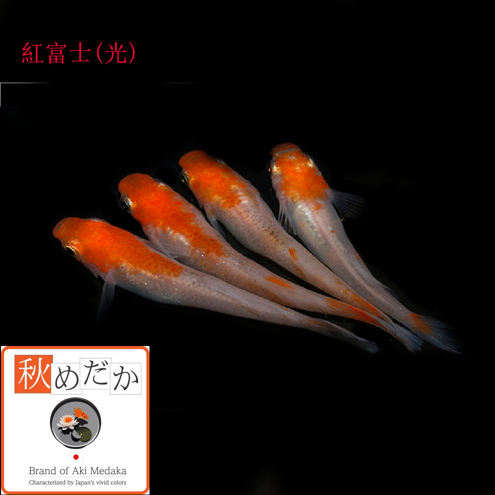 稚魚(1～2cm)紅富士(光) 10匹無選別