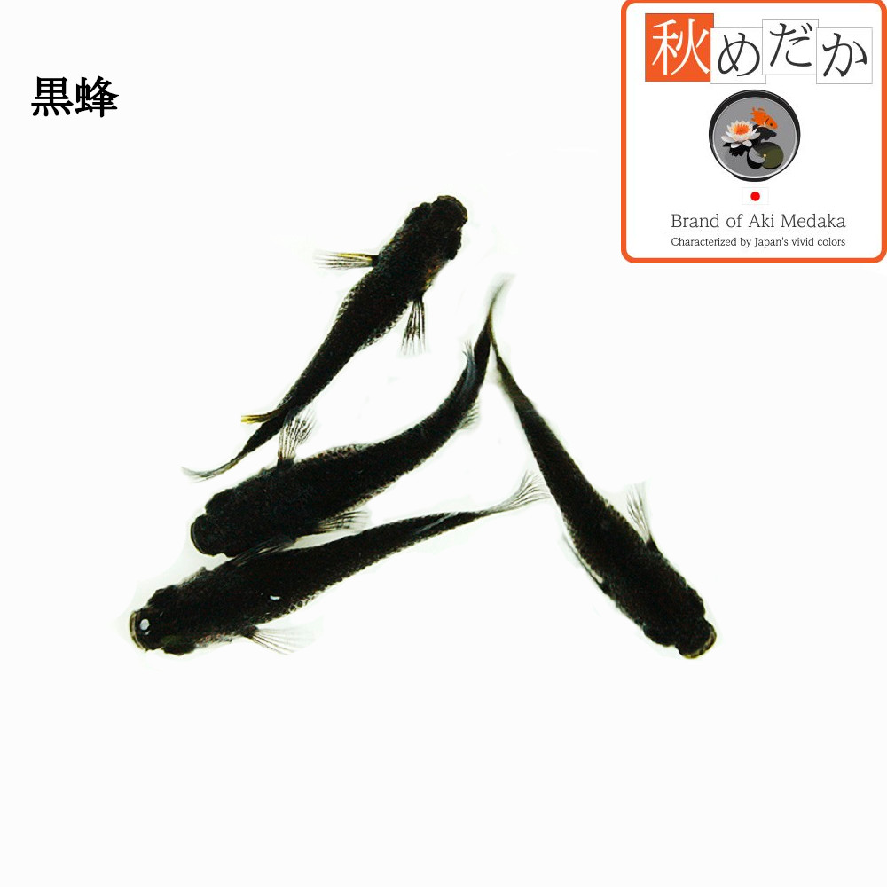 稚魚(1～2cm)黒蜂 10匹無選別