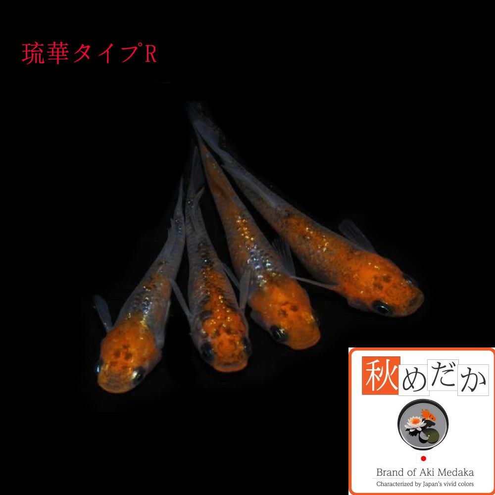 稚魚(1～2cm)琉華タイプR 10匹無選別