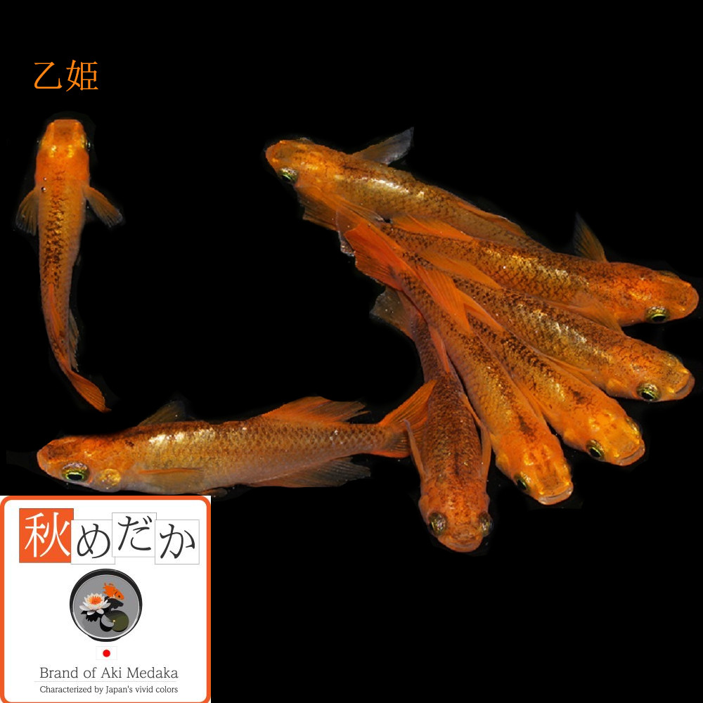 稚魚(1～2cm) 乙姫10匹無選別