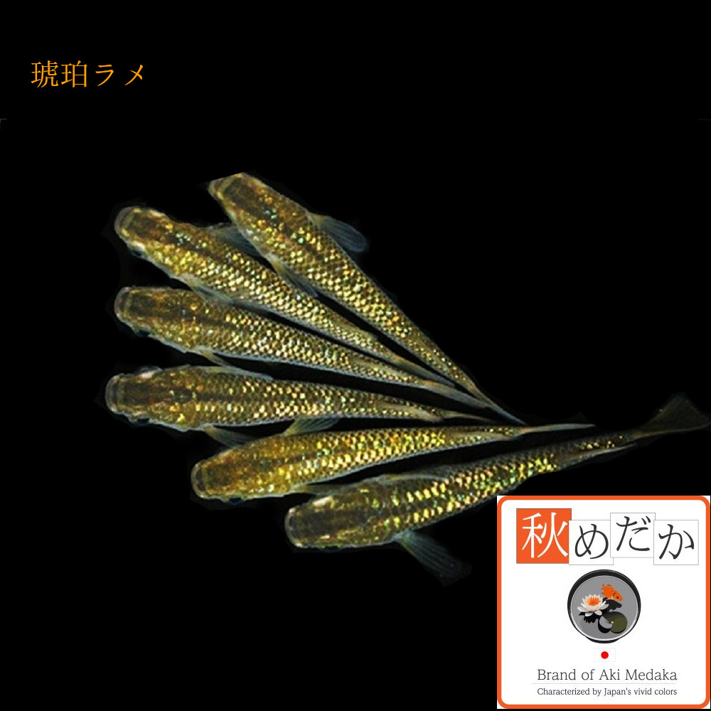 稚魚(1～2cm) 琥珀ラメ10匹無選別